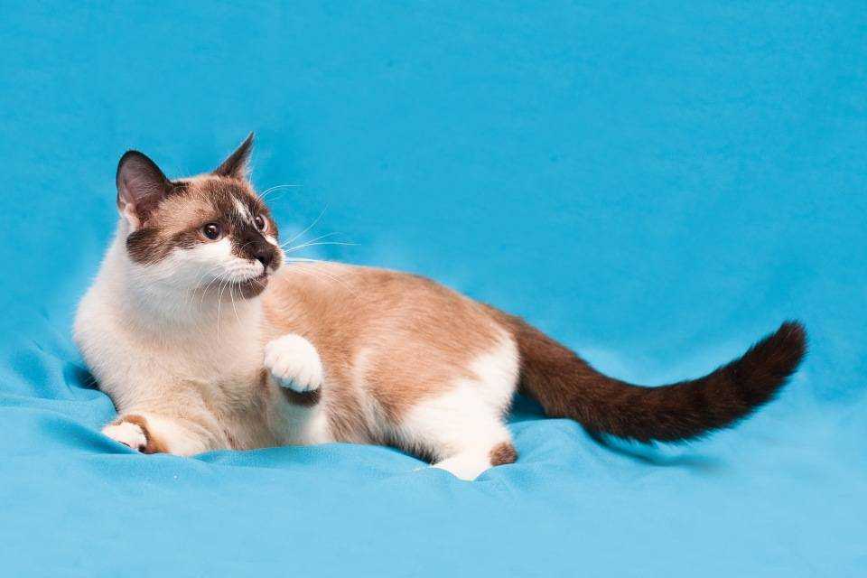 Сноу-шу кошка фото и описание кошек snowshoe
