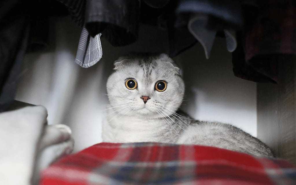 Почему кошка начала всего бояться и постоянно прятаться: причина испуга, борьба со стрессом, можно ли давать успокоительные