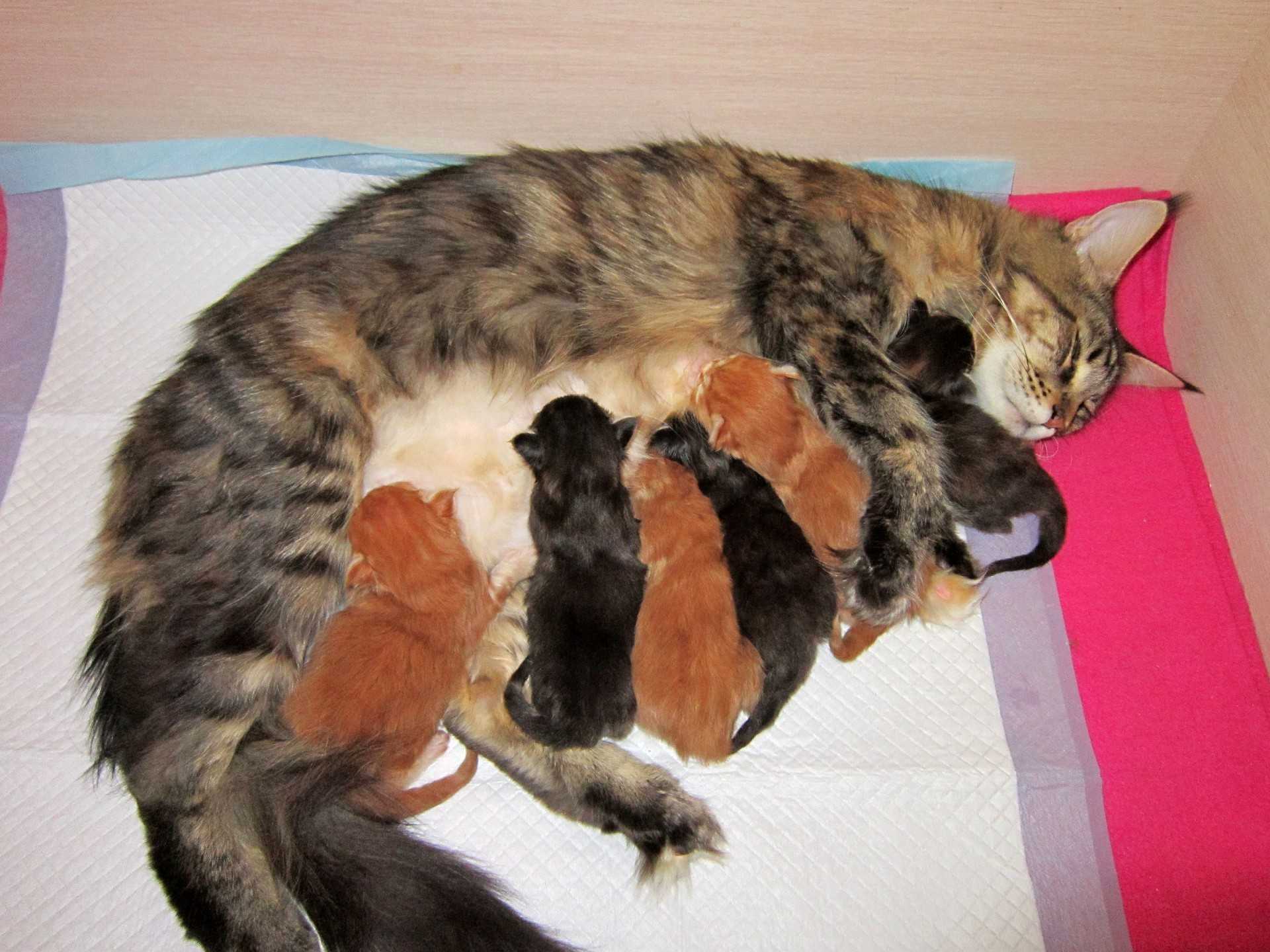 Может ли кошка родить не всех котят сразу: факты